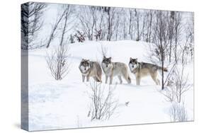 Three Wolves in the Snow-kjekol-Stretched Canvas