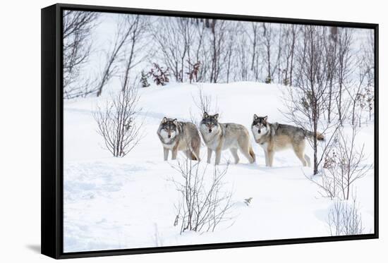 Three Wolves in the Snow-kjekol-Framed Stretched Canvas