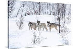 Three Wolves in the Snow-kjekol-Stretched Canvas