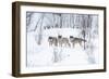 Three Wolves in the Snow-kjekol-Framed Photographic Print