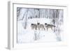 Three Wolves in the Snow-kjekol-Framed Photographic Print