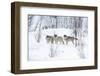 Three Wolves in the Snow-kjekol-Framed Photographic Print