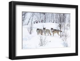 Three Wolves in the Snow-kjekol-Framed Photographic Print