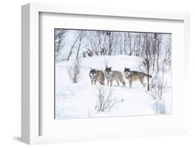 Three Wolves in the Snow-kjekol-Framed Photographic Print
