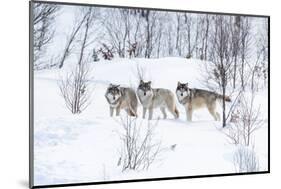 Three Wolves in the Snow-kjekol-Mounted Photographic Print