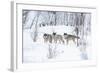 Three Wolves in the Snow-kjekol-Framed Photographic Print