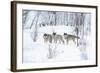 Three Wolves in the Snow-kjekol-Framed Photographic Print