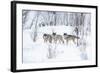 Three Wolves in the Snow-kjekol-Framed Photographic Print