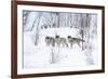 Three Wolves in the Snow-kjekol-Framed Photographic Print