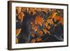 Three Wolves-Graeme Stevenson-Framed Giclee Print