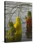 Three Women Pilgrims in Saris Making Puja Celebration in the Pichola Lake at Sunset, Udaipur, India-Eitan Simanor-Stretched Canvas