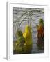 Three Women Pilgrims in Saris Making Puja Celebration in the Pichola Lake at Sunset, Udaipur, India-Eitan Simanor-Framed Photographic Print