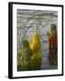 Three Women Pilgrims in Saris Making Puja Celebration in the Pichola Lake at Sunset, Udaipur, India-Eitan Simanor-Framed Photographic Print