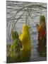 Three Women Pilgrims in Saris Making Puja Celebration in the Pichola Lake at Sunset, Udaipur, India-Eitan Simanor-Mounted Photographic Print