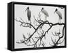 Three Wood Storks Roost in a Dead Tree-null-Framed Stretched Canvas