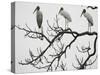 Three Wood Storks Roost in a Dead Tree-null-Stretched Canvas