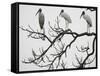 Three Wood Storks Roost in a Dead Tree-null-Framed Stretched Canvas