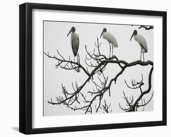 Three Wood Storks Roost in a Dead Tree-null-Framed Photographic Print