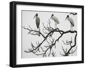 Three Wood Storks Roost in a Dead Tree-null-Framed Photographic Print