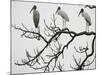 Three Wood Storks Roost in a Dead Tree-null-Mounted Photographic Print