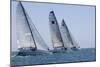 Three Yachts Compete in Team Sailing Event, California-null-Mounted Photo