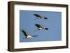 Three Yellow-Billed Stork Fly in Formation, Lake Manyara NP, Tanzania-James Heupel-Framed Photographic Print