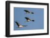 Three Yellow-Billed Stork Fly in Formation, Lake Manyara NP, Tanzania-James Heupel-Framed Photographic Print
