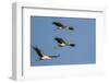 Three Yellow-Billed Stork Fly in Formation, Lake Manyara NP, Tanzania-James Heupel-Framed Photographic Print