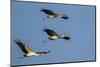 Three Yellow-Billed Stork Fly in Formation, Lake Manyara NP, Tanzania-James Heupel-Mounted Photographic Print