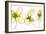 Three Yellow Flowers-Jan Weiss-Framed Art Print