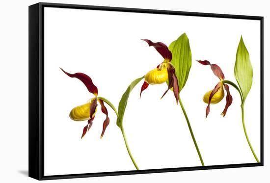 Three Yellow Lady?S Slipper Orchids (Cypripedium Calceolus) in Flower, Queyras Np, France-Benvie-Framed Stretched Canvas