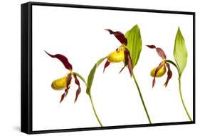 Three Yellow Lady?S Slipper Orchids (Cypripedium Calceolus) in Flower, Queyras Np, France-Benvie-Framed Stretched Canvas