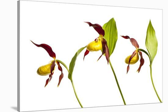 Three Yellow Lady?S Slipper Orchids (Cypripedium Calceolus) in Flower, Queyras Np, France-Benvie-Stretched Canvas