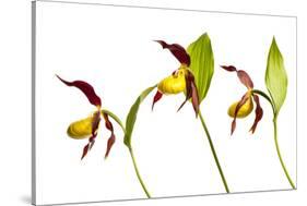 Three Yellow Lady?S Slipper Orchids (Cypripedium Calceolus) in Flower, Queyras Np, France-Benvie-Stretched Canvas