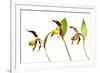 Three Yellow Lady?S Slipper Orchids (Cypripedium Calceolus) in Flower, Queyras Np, France-Benvie-Framed Photographic Print