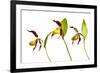 Three Yellow Lady?S Slipper Orchids (Cypripedium Calceolus) in Flower, Queyras Np, France-Benvie-Framed Photographic Print