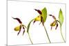 Three Yellow Lady?S Slipper Orchids (Cypripedium Calceolus) in Flower, Queyras Np, France-Benvie-Mounted Photographic Print