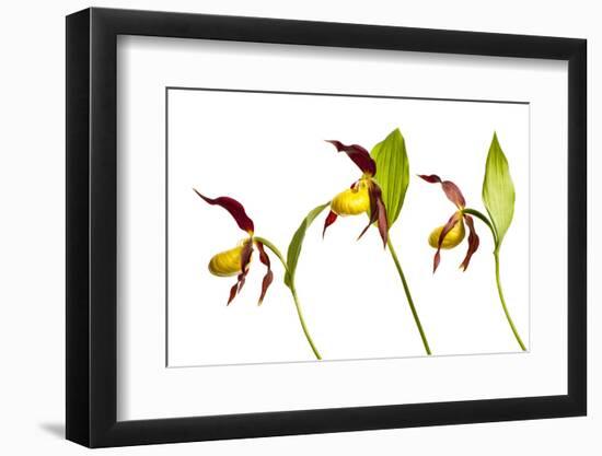 Three Yellow Lady?S Slipper Orchids (Cypripedium Calceolus) in Flower, Queyras Np, France-Benvie-Framed Photographic Print