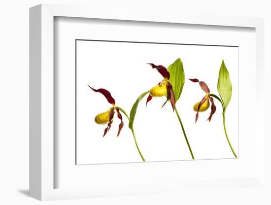 Three Yellow Lady?S Slipper Orchids (Cypripedium Calceolus) in Flower, Queyras Np, France-Benvie-Framed Photographic Print