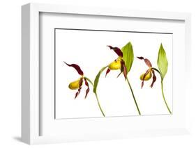 Three Yellow Lady?S Slipper Orchids (Cypripedium Calceolus) in Flower, Queyras Np, France-Benvie-Framed Photographic Print