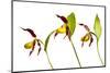 Three Yellow Lady?S Slipper Orchids (Cypripedium Calceolus) in Flower, Queyras Np, France-Benvie-Mounted Photographic Print