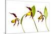 Three Yellow Lady?S Slipper Orchids (Cypripedium Calceolus) in Flower, Queyras Np, France-Benvie-Stretched Canvas