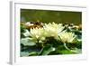 Three Yellow Water-danilag-Framed Photographic Print