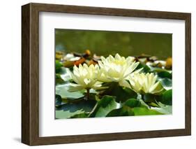 Three Yellow Water-danilag-Framed Photographic Print