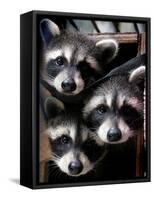 Three Young Raccoons Peer out of Their Nest at the Florida Wild Mammal Association-null-Framed Stretched Canvas