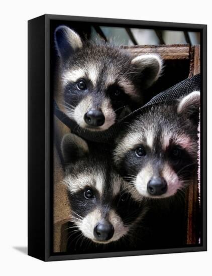 Three Young Raccoons Peer out of Their Nest at the Florida Wild Mammal Association-null-Framed Stretched Canvas