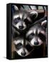 Three Young Raccoons Peer out of Their Nest at the Florida Wild Mammal Association-null-Framed Stretched Canvas