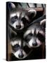 Three Young Raccoons Peer out of Their Nest at the Florida Wild Mammal Association-null-Stretched Canvas