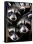 Three Young Raccoons Peer out of Their Nest at the Florida Wild Mammal Association-null-Framed Stretched Canvas