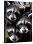 Three Young Raccoons Peer out of Their Nest at the Florida Wild Mammal Association-null-Stretched Canvas
